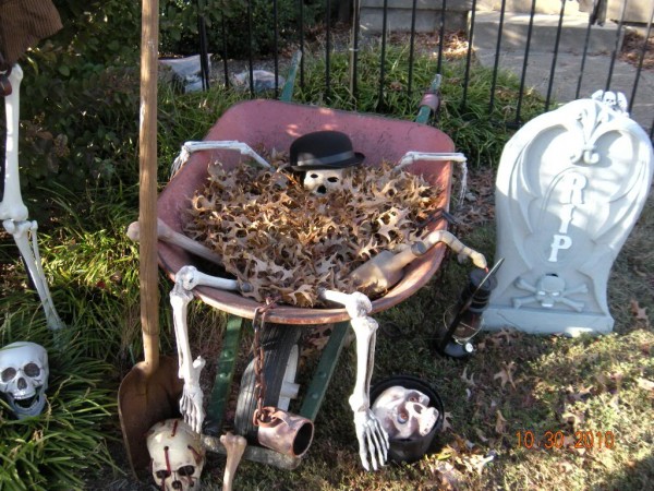 Skeleton in the wheelbarrow after dying from digging too many graves makes great Halloween yard decoration 