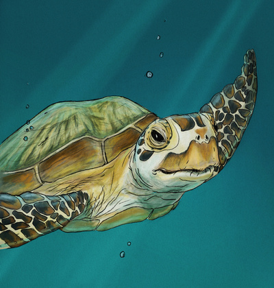 Sea Turtle stretched canvas