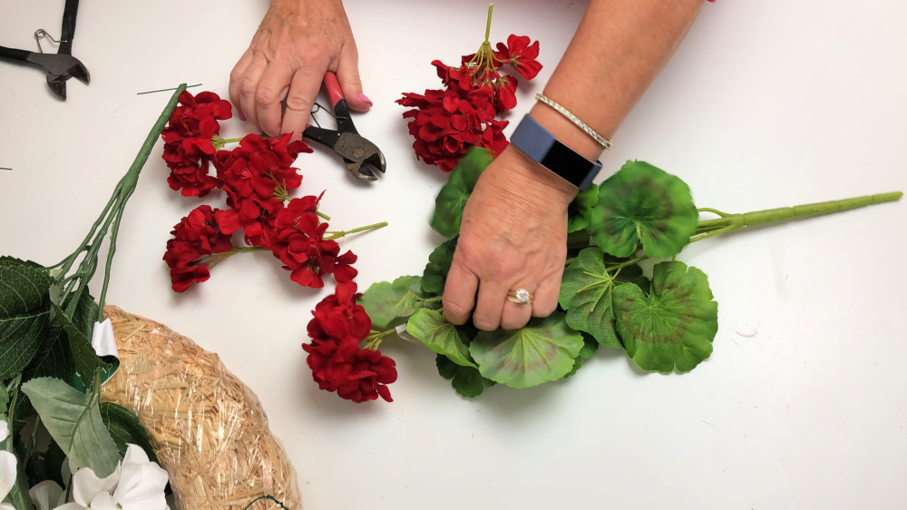 Cutting the blooms off of red silk geraniums 