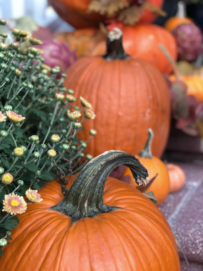 Close up of pumpkins and mums on display for fall