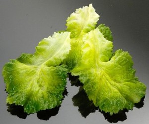 Artificial leaf lettuce