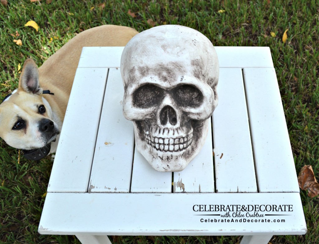 Stella the dog checks out the skull