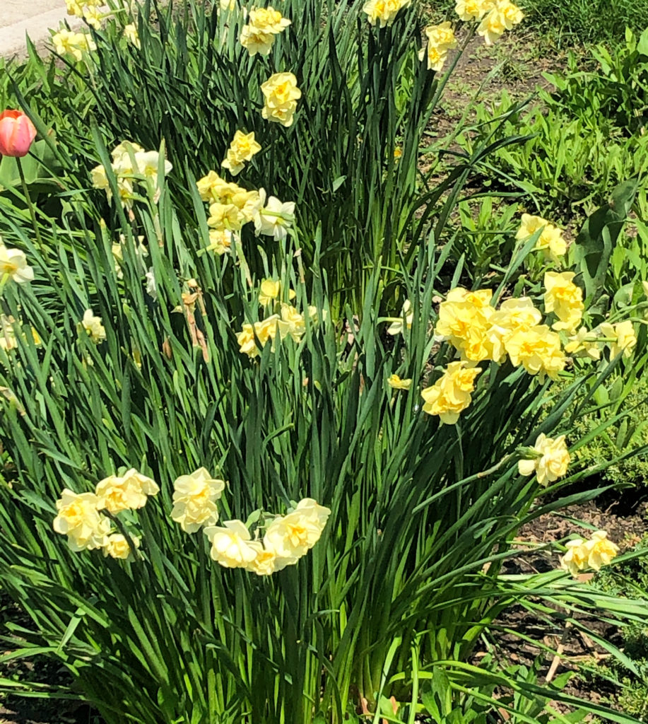 Daffodils are fading