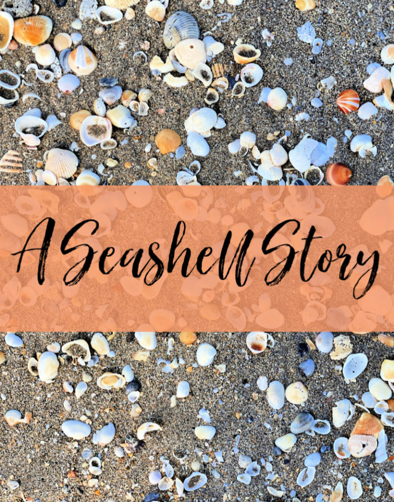 A Seashell Story