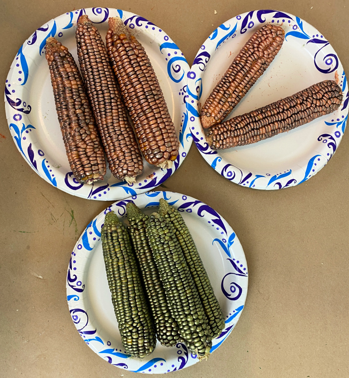 3 paper plates with ears of corn on them that have been painted rose gold or green