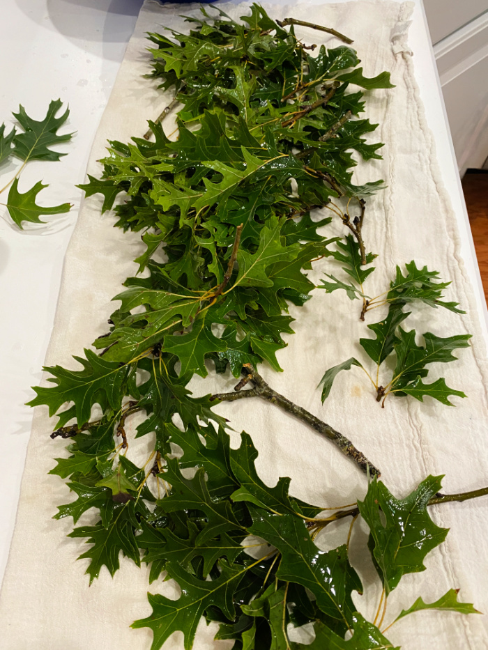 A white kitchen towel with wet green oak leaves laying out onm it