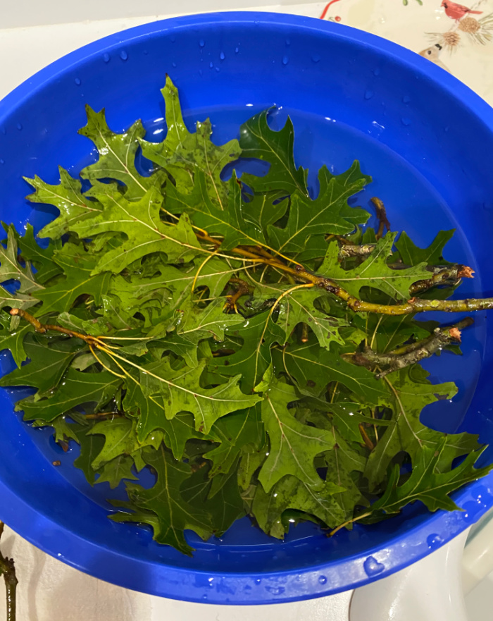 A large blue mixing bowl with green oak leaves soaking in water in it.