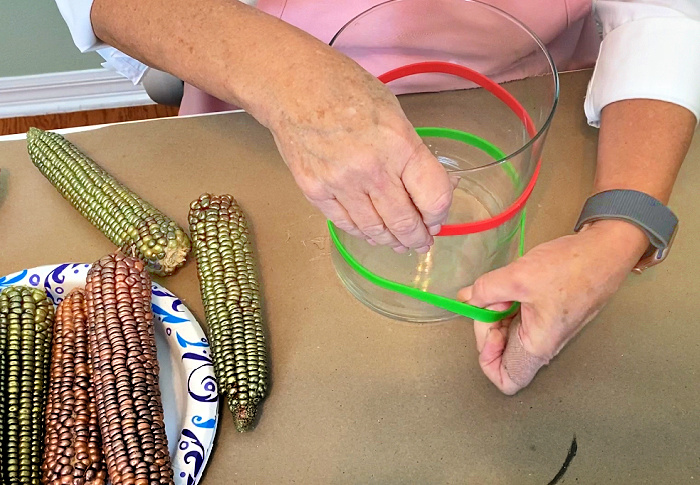 two hands holding red and green rubber bands around a glass vase and some green and rose gold indian corn on a paper plate