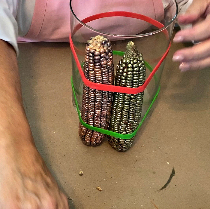 two ears of corn tucked inside of a red and green rubber band against a glass vase
