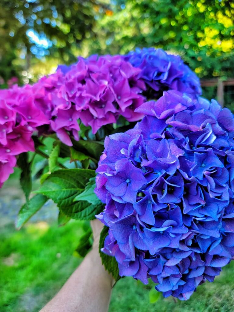 The Best Late Summer Flowers Blooming in the Garden